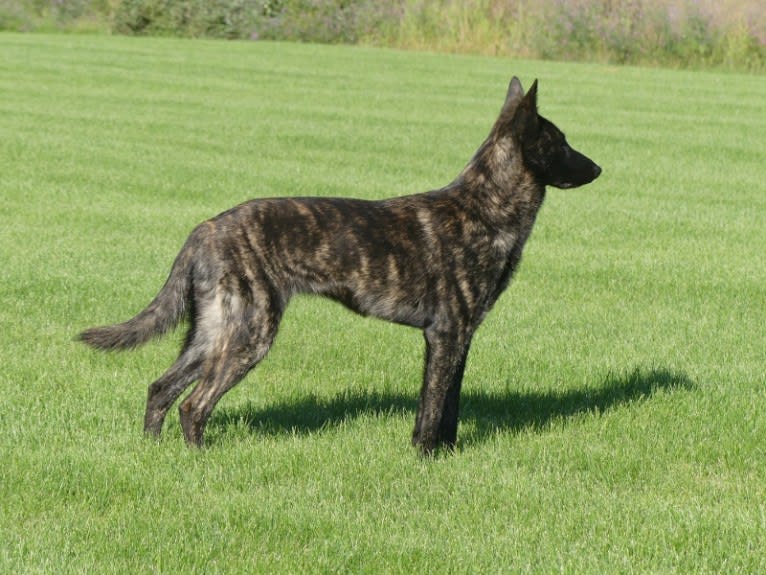 Puca, a Dutch Shepherd tested with EmbarkVet.com