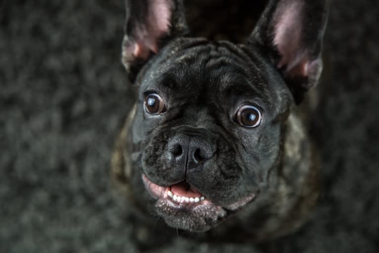Kona, a French Bulldog tested with EmbarkVet.com