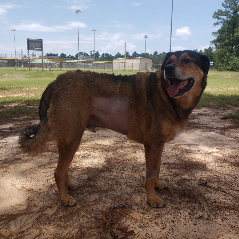 Cooper, a Great Pyrenees and Rottweiler mix tested with EmbarkVet.com