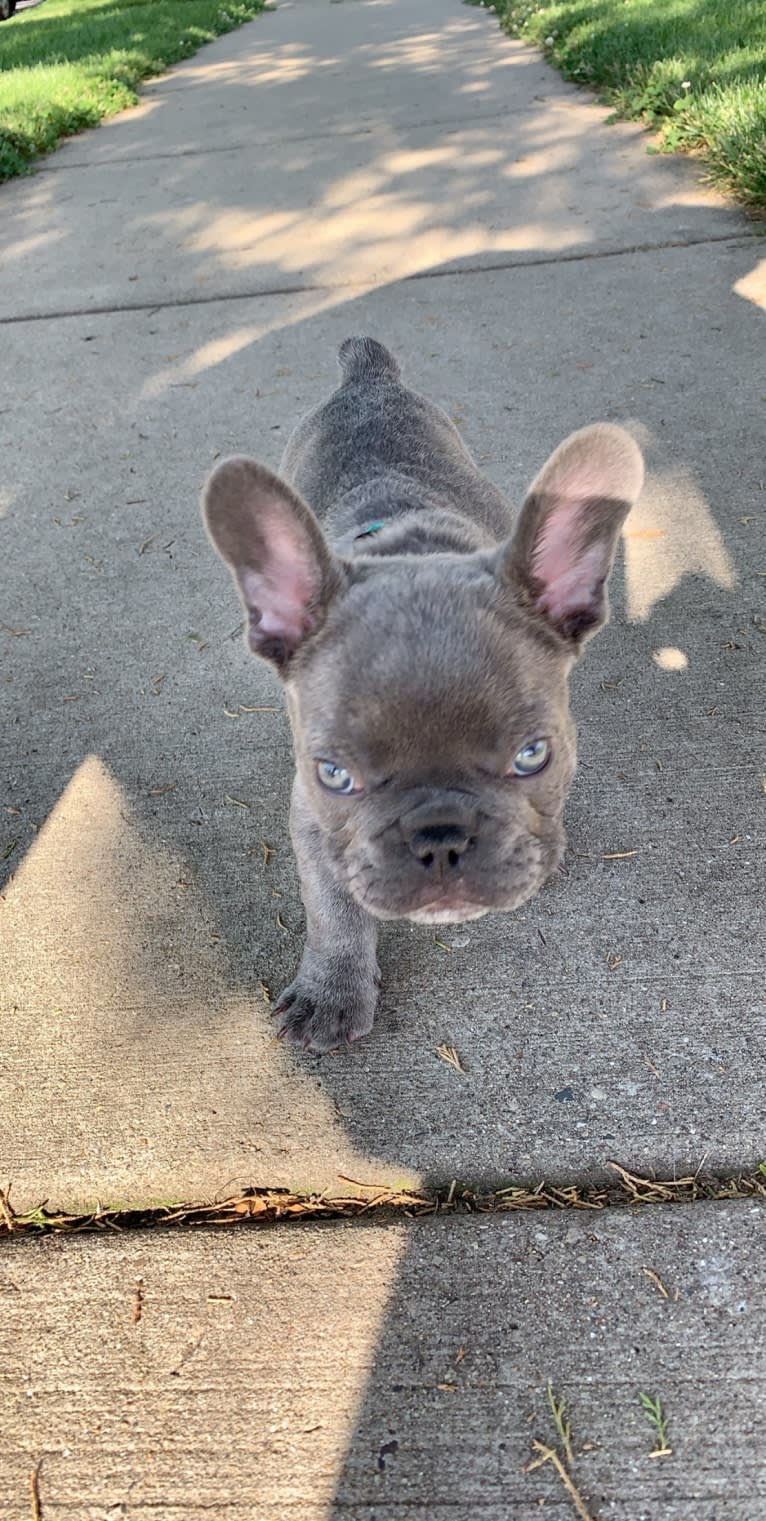 Nardo, a French Bulldog tested with EmbarkVet.com