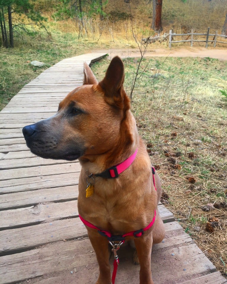 Sunny, an American Pit Bull Terrier and Chow Chow mix tested with EmbarkVet.com