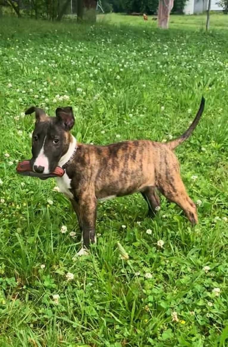 Dippy, a Bull Terrier tested with EmbarkVet.com