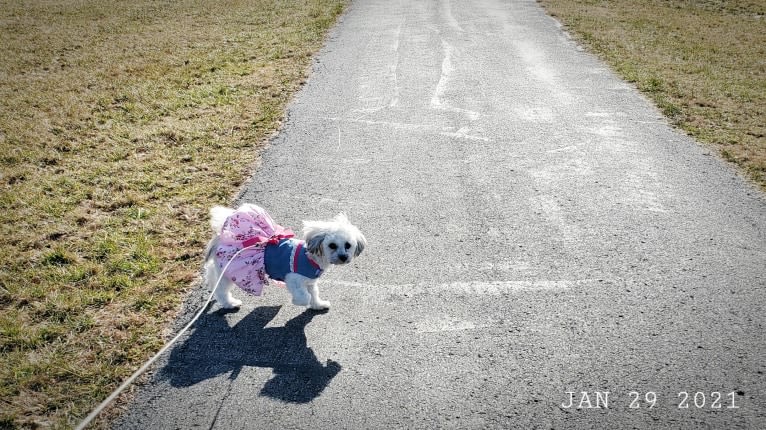 Kaylee, a Maltese and Shih Tzu mix tested with EmbarkVet.com