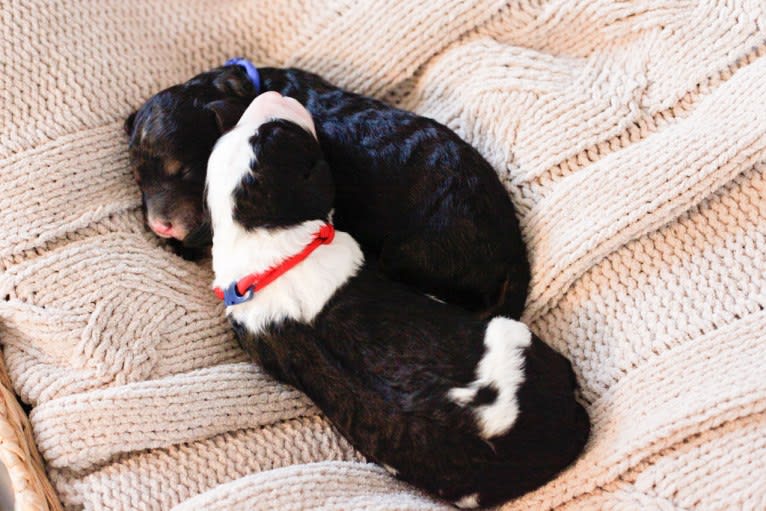 George, a Bernedoodle tested with EmbarkVet.com