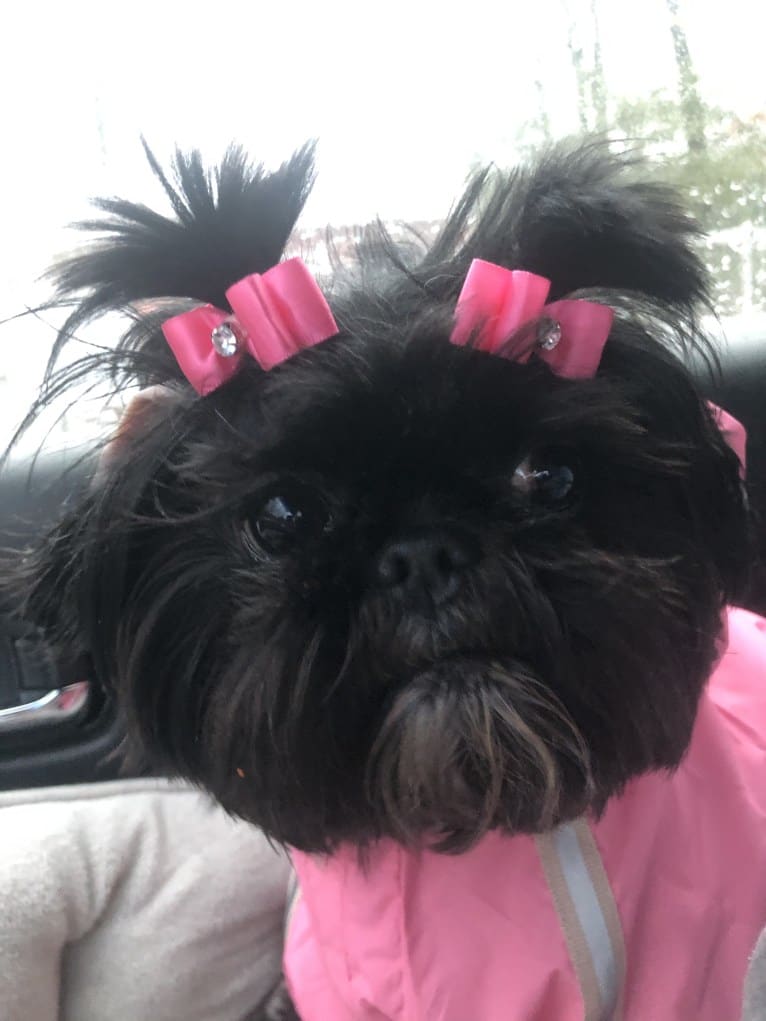 Lulu, a Shih Tzu tested with EmbarkVet.com