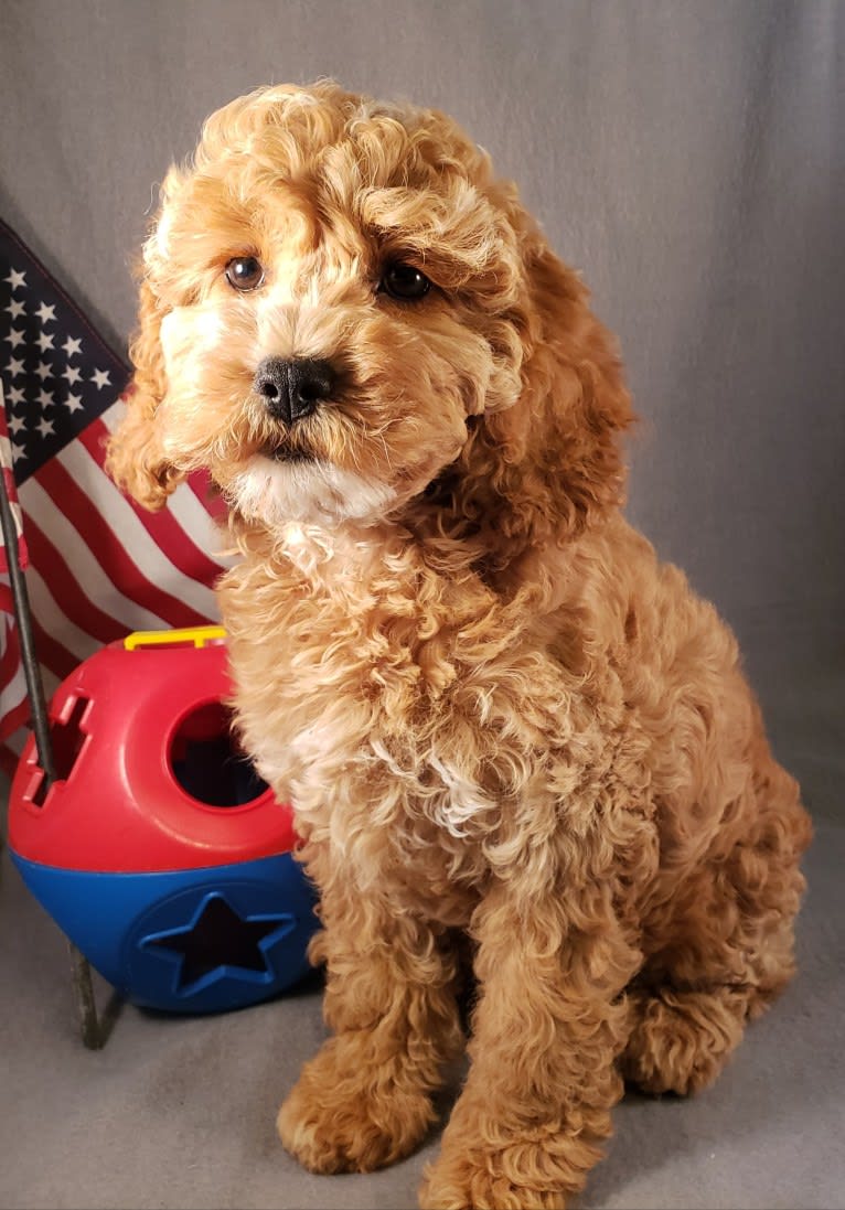 Chloe, a Poodle (Small) and Cocker Spaniel mix tested with EmbarkVet.com