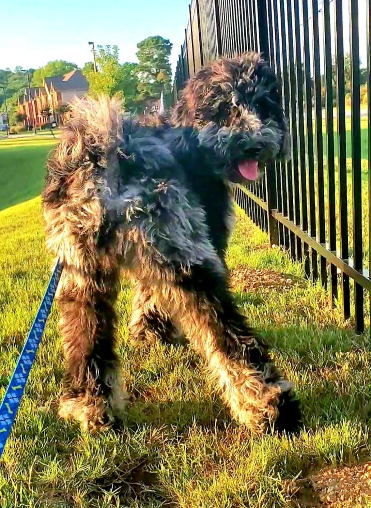 Cooper, a Poodle (Standard) tested with EmbarkVet.com