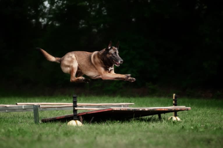 MATTES, a Belgian Shepherd tested with EmbarkVet.com