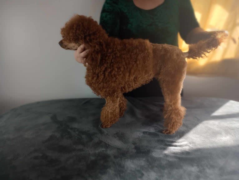 Halleli, a Poodle (Small) tested with EmbarkVet.com