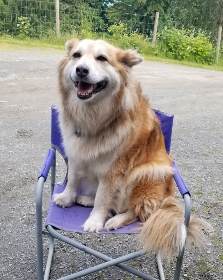 Amber, an Australian Cattle Dog and German Shepherd Dog mix tested with EmbarkVet.com