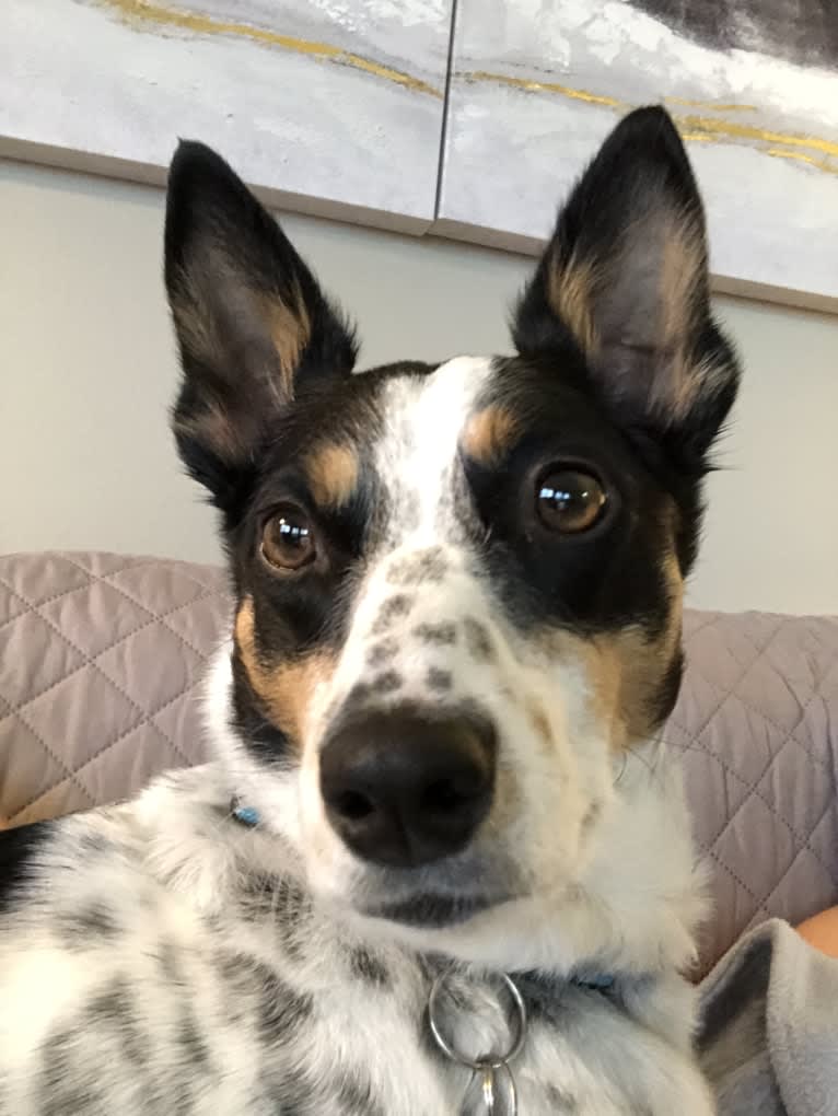 Foster, an Australian Cattle Dog and American Eskimo Dog mix tested with EmbarkVet.com