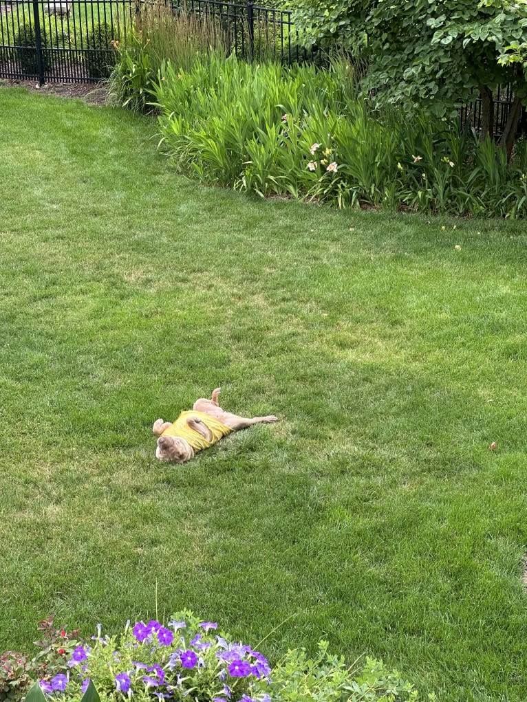 Buttercup, a Chinese Shar-Pei tested with EmbarkVet.com