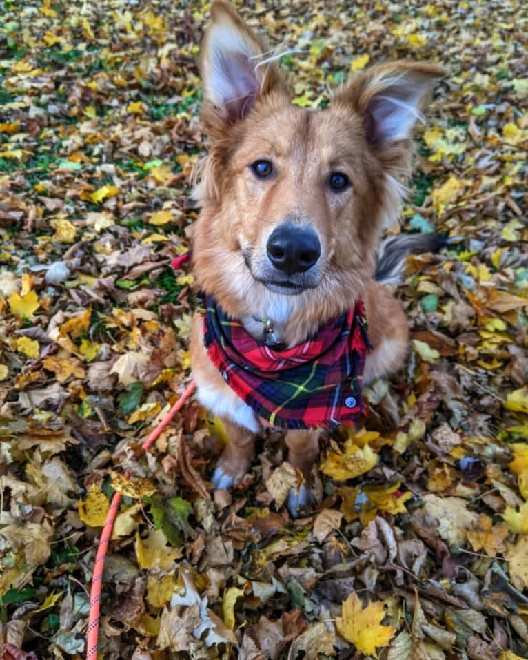 Tamaki, a German Shepherd Dog and American Pit Bull Terrier mix tested with EmbarkVet.com