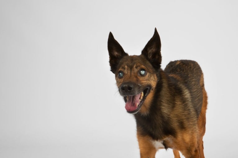 Lady, an European Village Dog and Alaskan Malamute mix tested with EmbarkVet.com