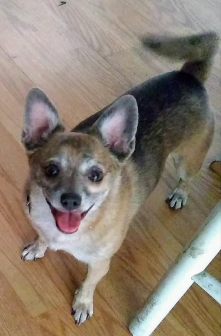 Coco, a Pomchi tested with EmbarkVet.com