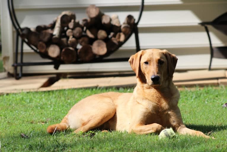 Murphy, a Labradoodle tested with EmbarkVet.com