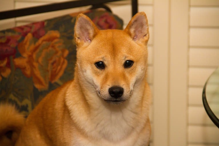 Cymba, a Shiba Inu tested with EmbarkVet.com