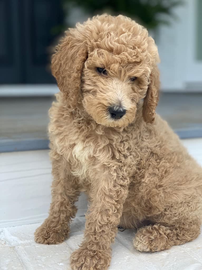 Benson, a Poodle (Standard) tested with EmbarkVet.com