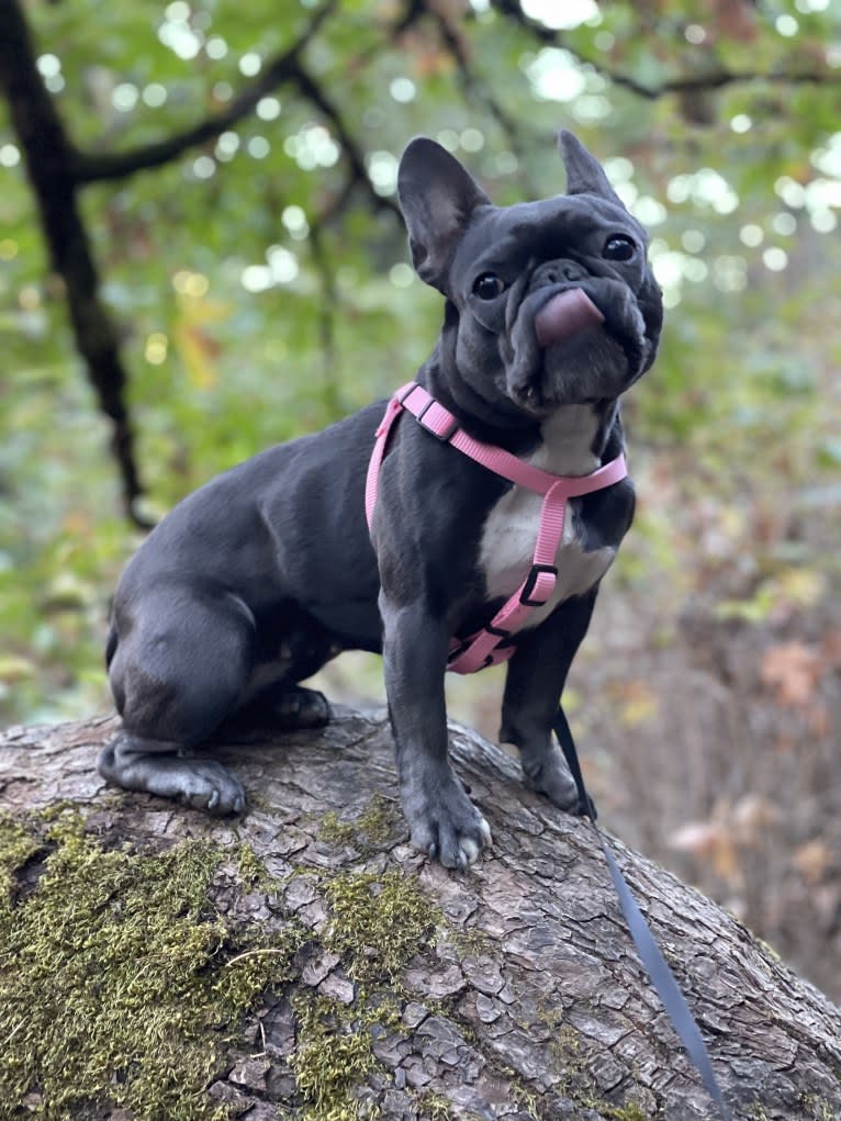 Gianna, a French Bulldog tested with EmbarkVet.com