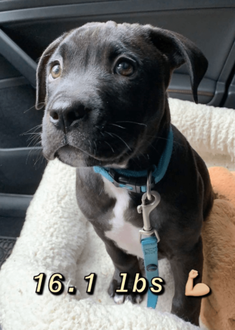 Doc Holliday, an American Pit Bull Terrier and American Staffordshire Terrier mix tested with EmbarkVet.com
