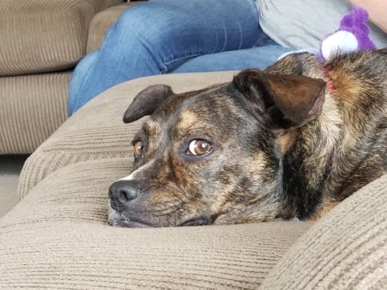 Carmela, a Boston Terrier and Mountain Cur mix tested with EmbarkVet.com