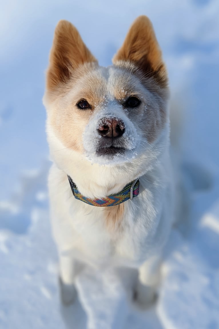 Artemis, a Japanese or Korean Village Dog tested with EmbarkVet.com