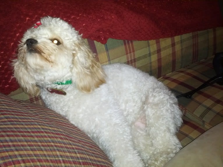 Molly, a Cavachon tested with EmbarkVet.com