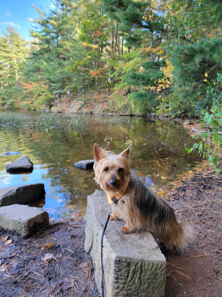 Eden, a Silky Terrier tested with EmbarkVet.com