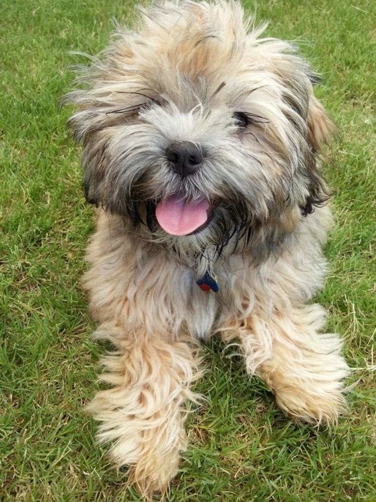 Mochi, a Shih Tzu and Poodle (Small) mix tested with EmbarkVet.com