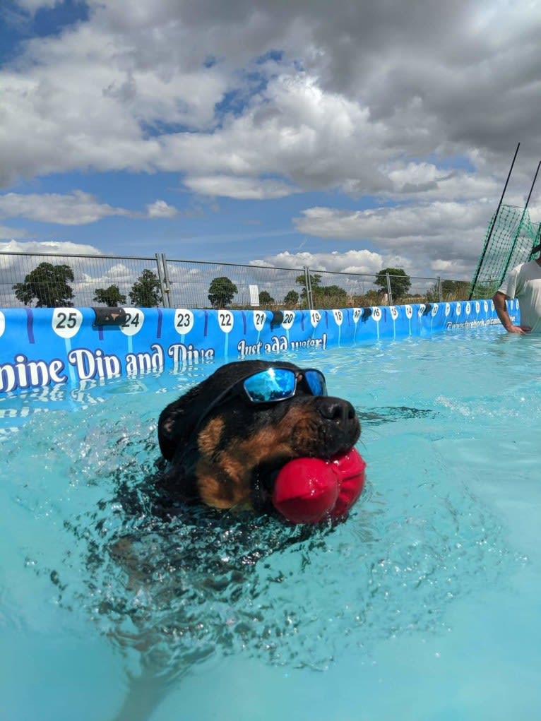 Regan, a Rottweiler and Bullmastiff mix tested with EmbarkVet.com