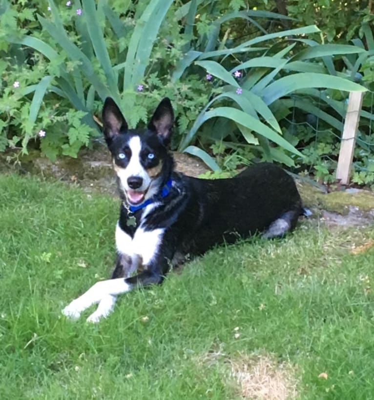 Nova, an Alaskan-type Husky tested with EmbarkVet.com