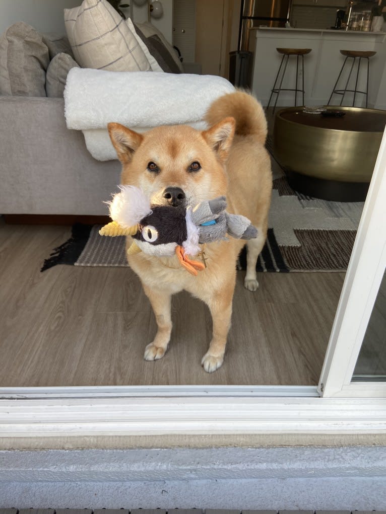 Foxy, a Jindo tested with EmbarkVet.com