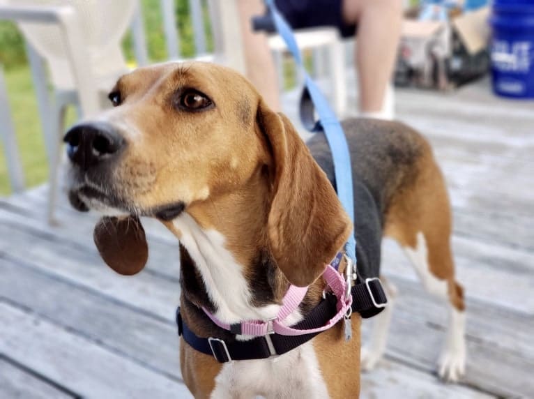 Scout, a Treeing Walker Coonhound tested with EmbarkVet.com