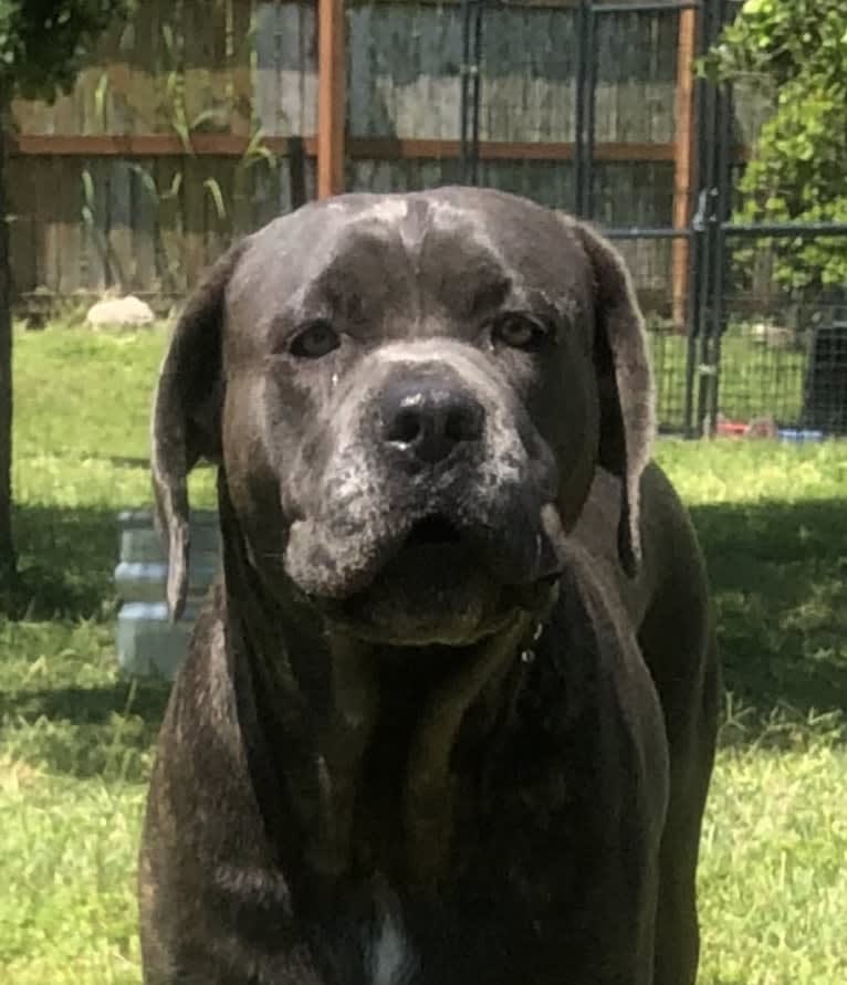 Vesta, a Cane Corso tested with EmbarkVet.com