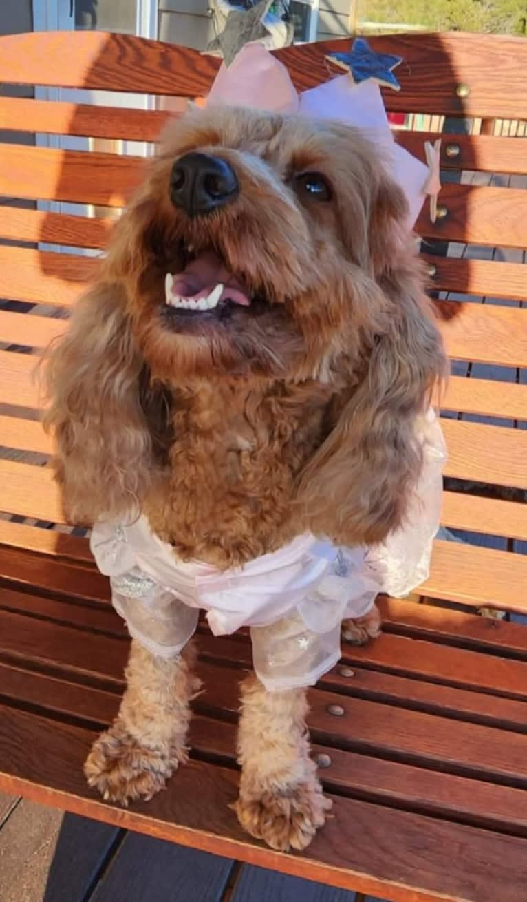 MERRY, a Cockapoo tested with EmbarkVet.com