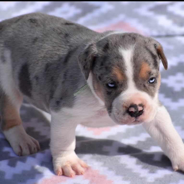 Koda, an American Bully tested with EmbarkVet.com