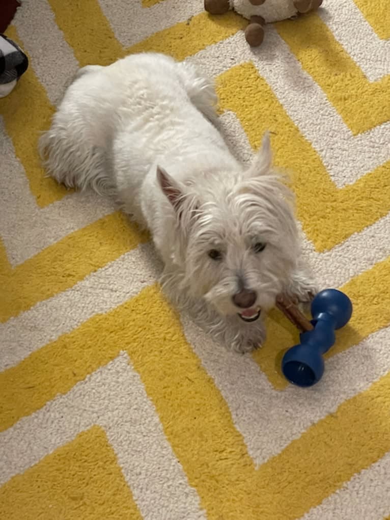 Skye, a West Highland White Terrier tested with EmbarkVet.com