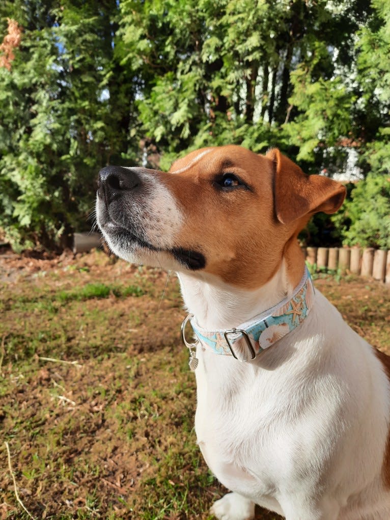 Skippy, a Russell-type Terrier and Smooth Fox Terrier mix tested with EmbarkVet.com