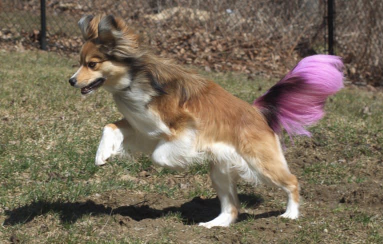 Weller, a Papillon and Siberian Husky mix tested with EmbarkVet.com