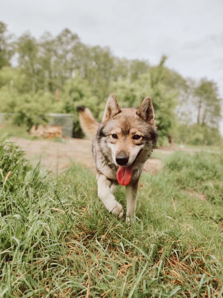 Skye, a Siberian Husky and German Shepherd Dog mix tested with EmbarkVet.com