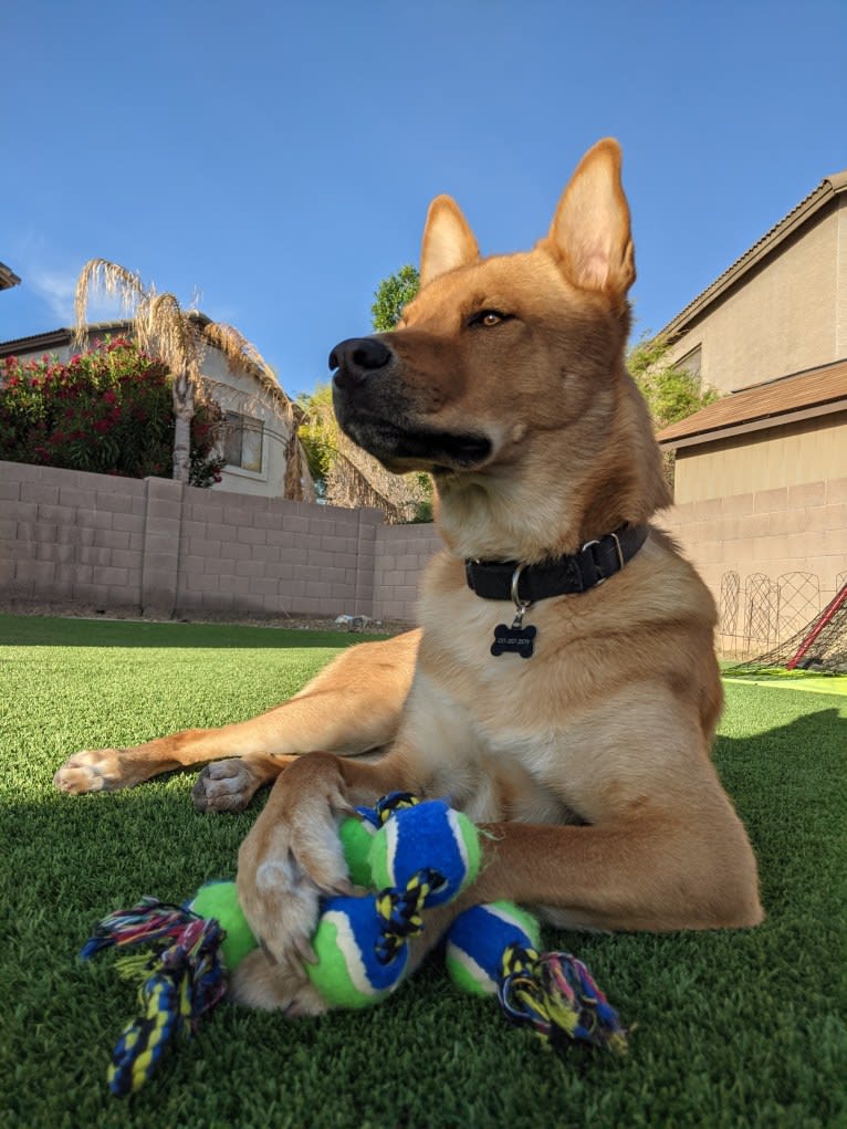 Nico, a Siberian Husky and Rottweiler mix tested with EmbarkVet.com