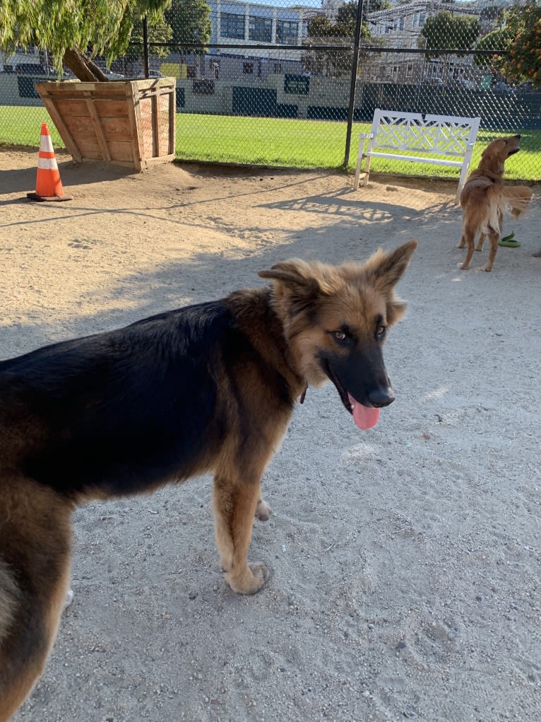 Lobo, a German Shepherd Dog and Siberian Husky mix tested with EmbarkVet.com