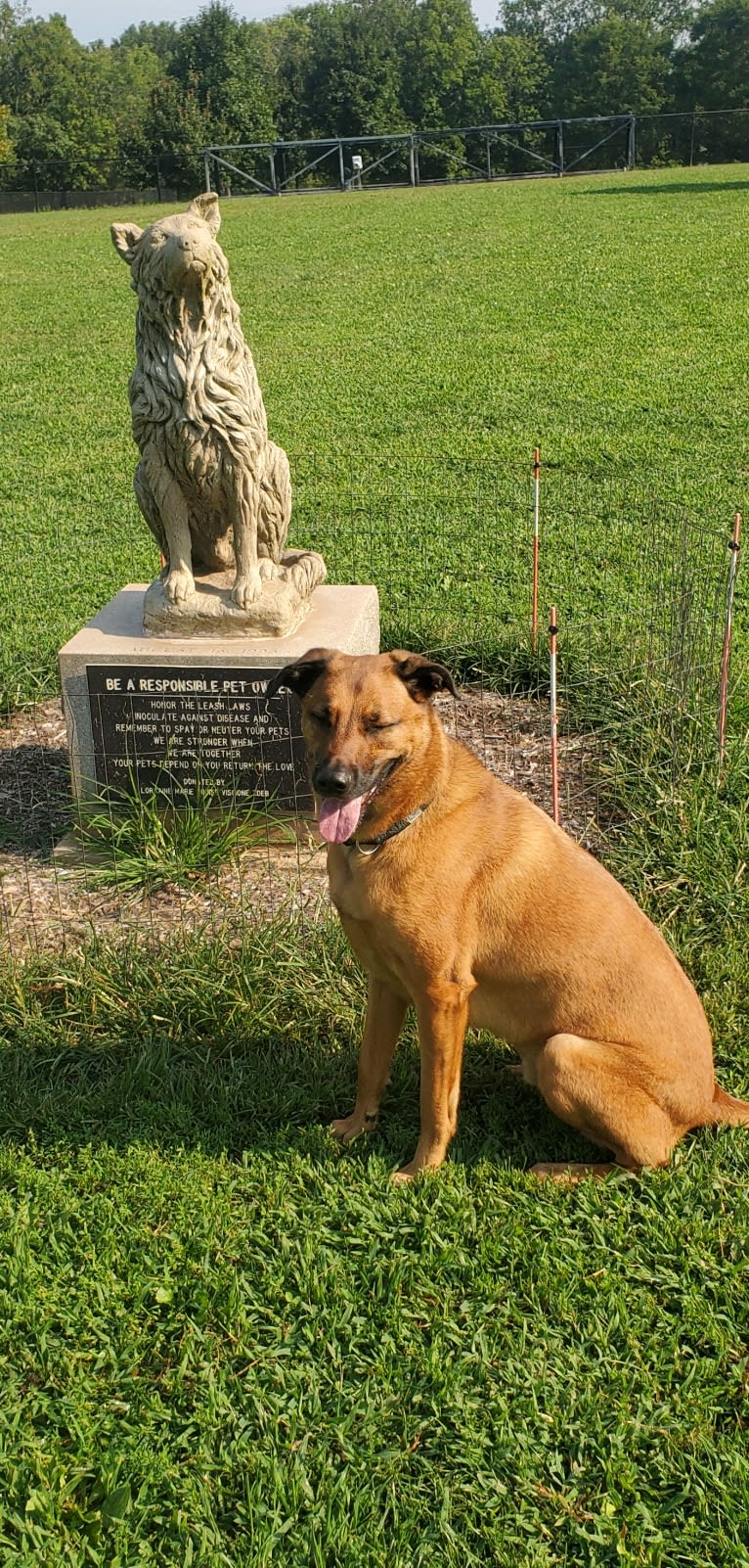 Vito, a Dutch Shepherd and Belgian Malinois mix tested with EmbarkVet.com