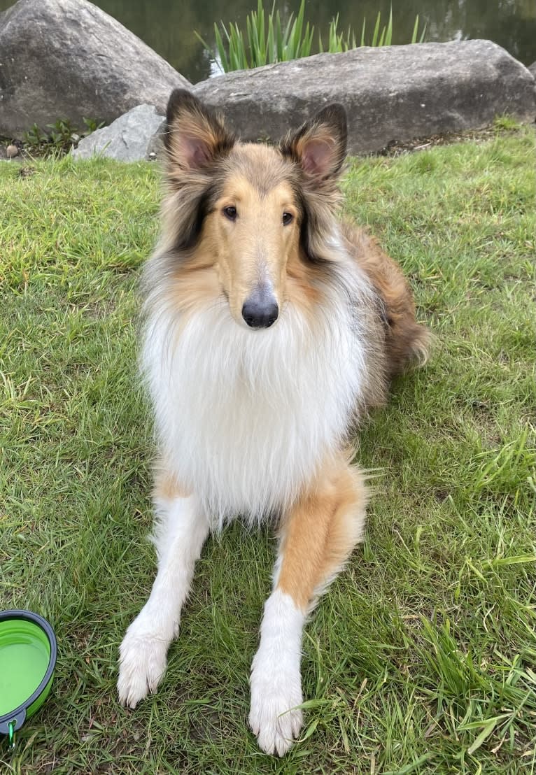 Memphis, a Collie tested with EmbarkVet.com