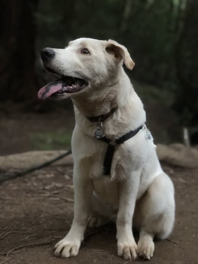 Ludo, a German Shepherd Dog and Border Collie mix tested with EmbarkVet.com