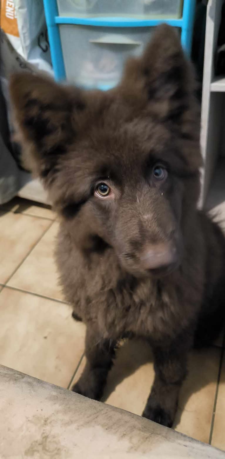 Idril, a German Shepherd Dog tested with EmbarkVet.com