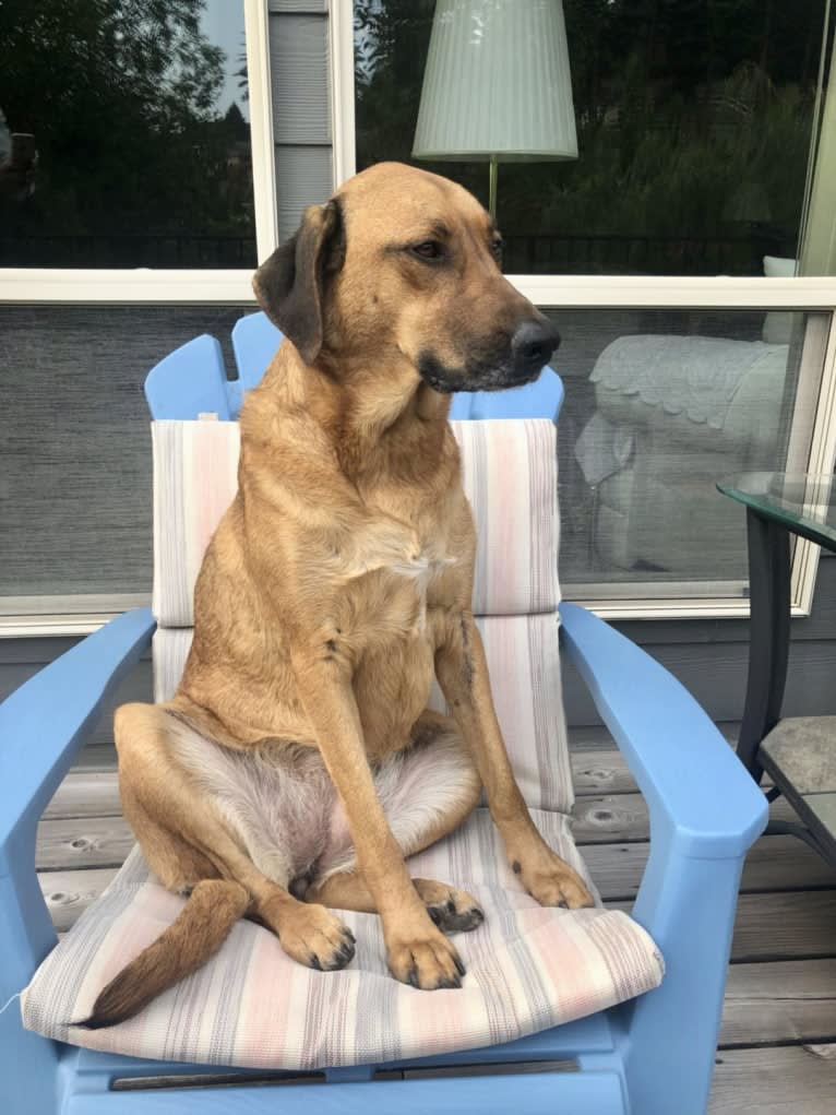 Sansa, a Labrador Retriever and German Shepherd Dog mix tested with EmbarkVet.com