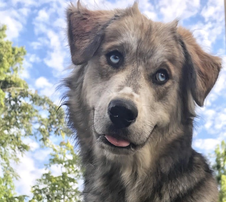 Tyson, a Golden Retriever and Siberian Husky mix tested with EmbarkVet.com