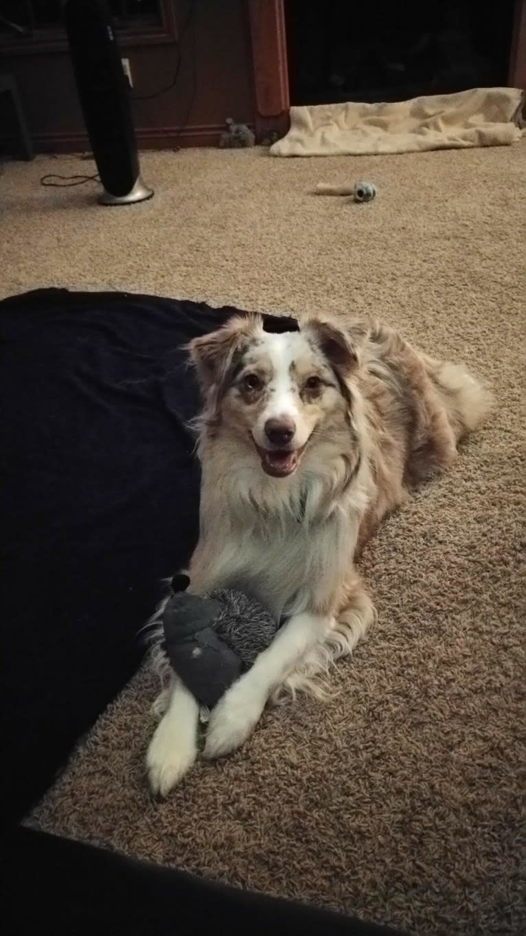 Brizzie, an Australian Shepherd tested with EmbarkVet.com