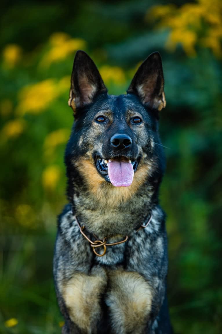 Basha, a German Shepherd Dog tested with EmbarkVet.com